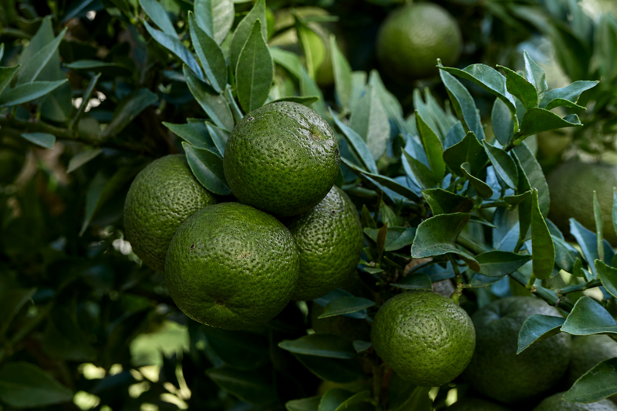 chinotto di Savona